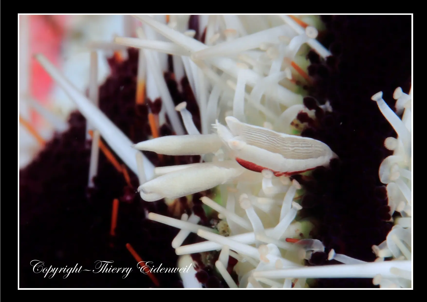 Anilao Macro Dive Media Highlight